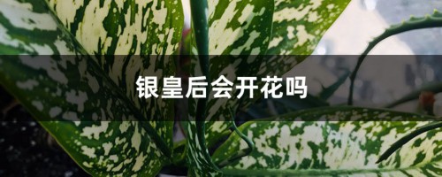 银皇后会开花吗